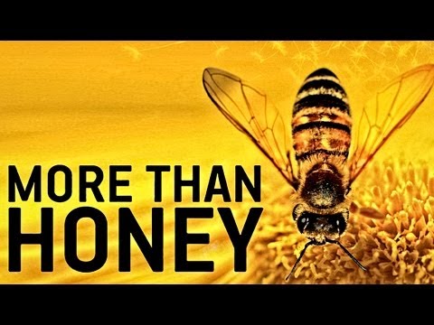 MORE THAN HONEY Trailer German Deutsch HD 2012